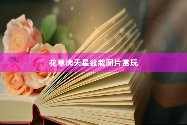 花草满天星盆栽图片赏玩